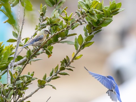 Western Bluebird - James Kendall