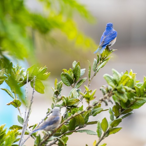 Western Bluebird - James Kendall