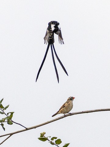 Pin-tailed Whydah - James Kendall