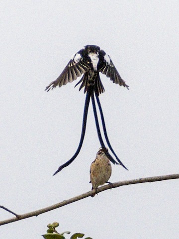 Pin-tailed Whydah - James Kendall