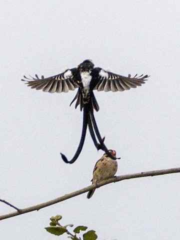 Pin-tailed Whydah - James Kendall