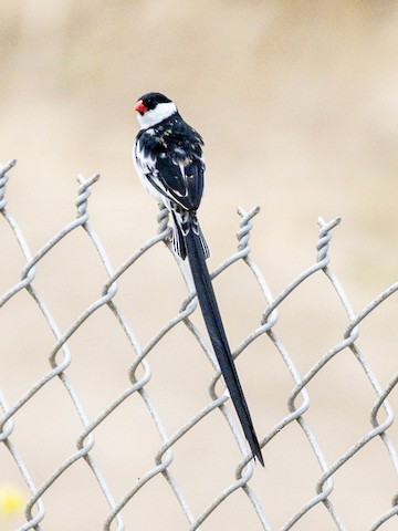Pin-tailed Whydah - James Kendall