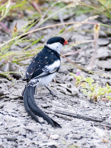 Pin-tailed Whydah - James Kendall