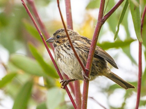 Song Sparrow - James Kendall