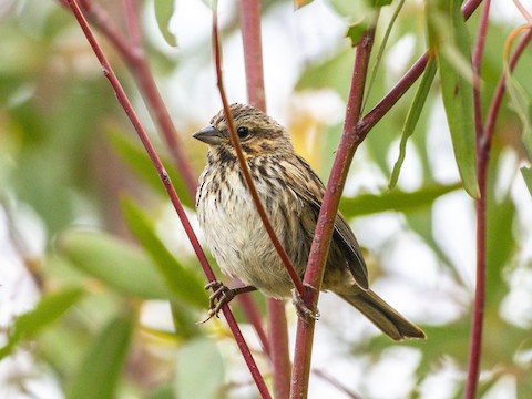 Song Sparrow - James Kendall