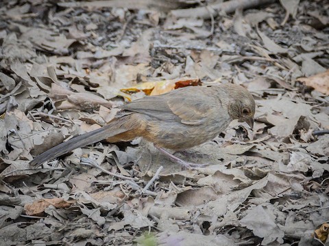 California Towhee - James Kendall