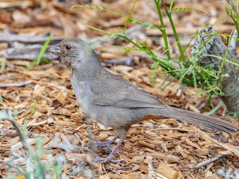 California Towhee - James Kendall