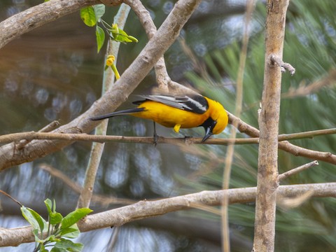 Hooded Oriole - James Kendall