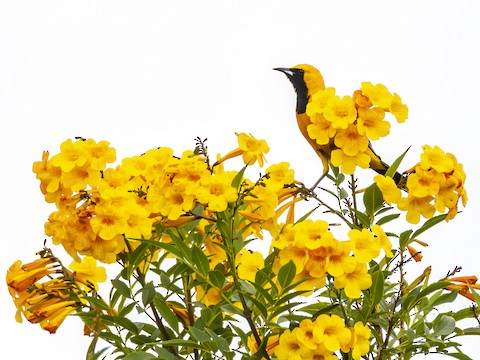 Hooded Oriole - James Kendall