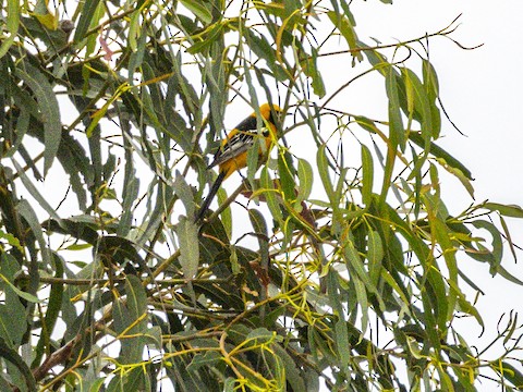 Hooded Oriole - James Kendall