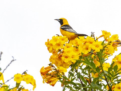 Hooded Oriole - James Kendall
