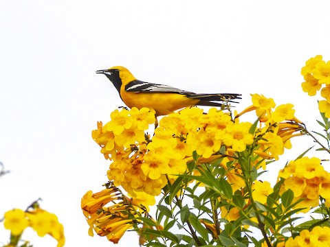 Hooded Oriole - James Kendall