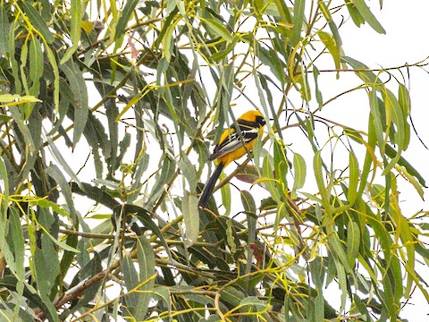 Hooded Oriole - James Kendall