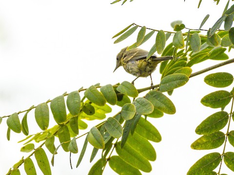 Orange-crowned Warbler - James Kendall