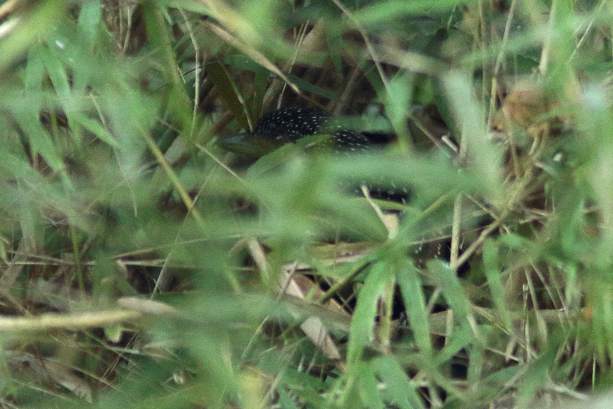 Large-tailed Antshrike - Martjan Lammertink