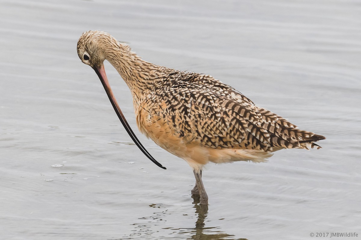 Long-billed Curlew - ML65870831