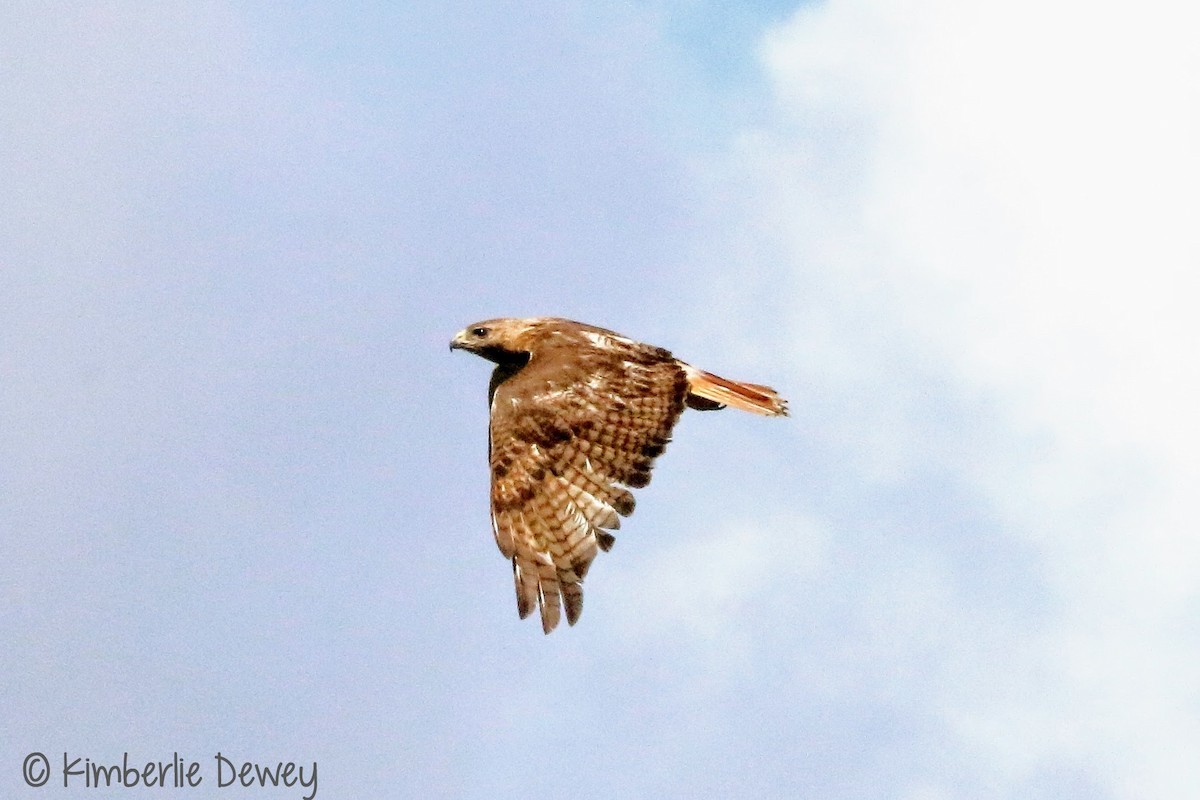Red-tailed Hawk - Kimberlie Dewey