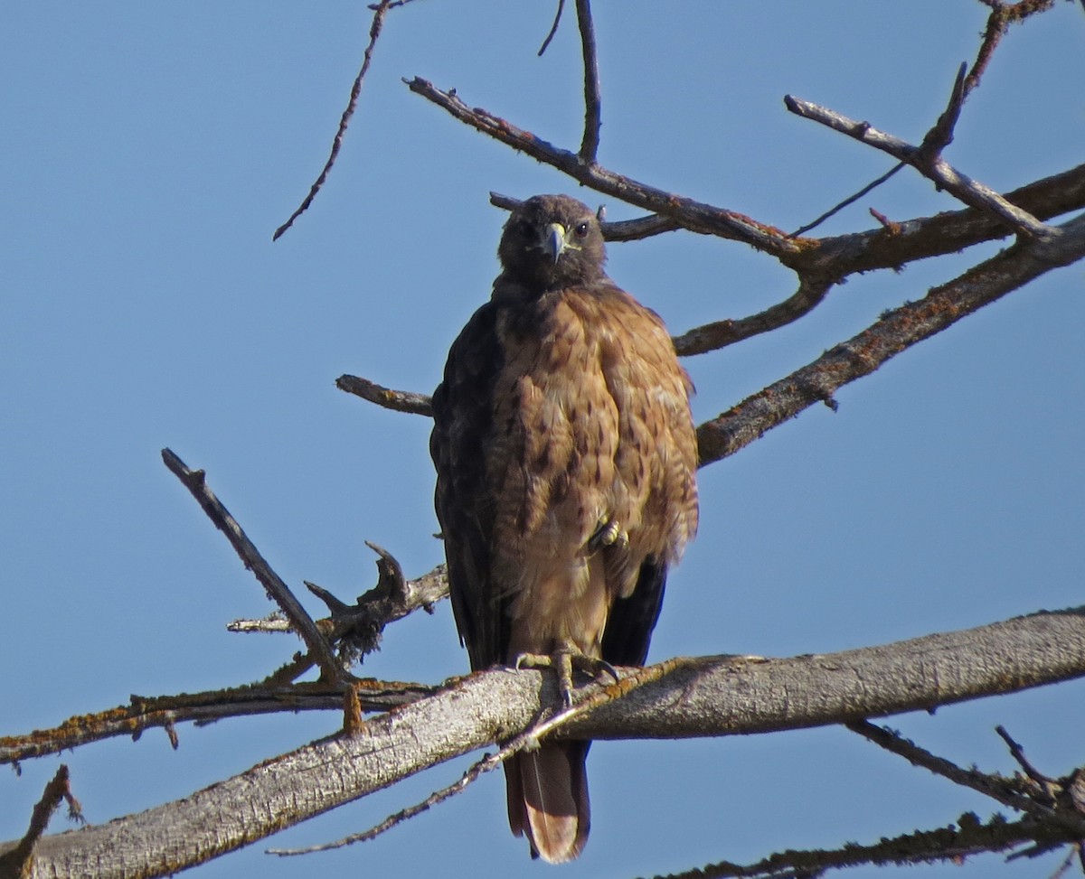Red-tailed Hawk - ML65874681