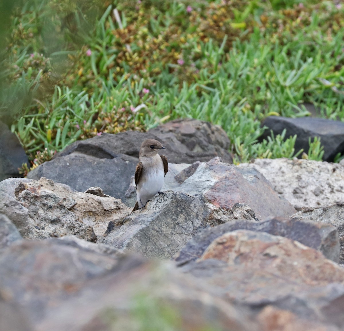 Northern Rough-winged Swallow - John Bruin