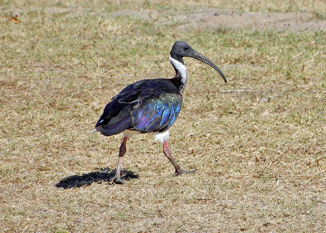 ibis slámokrký - ML65876431