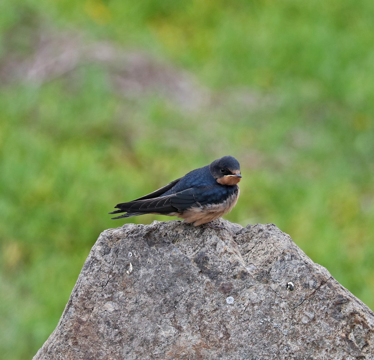 Barn Swallow - John Bruin