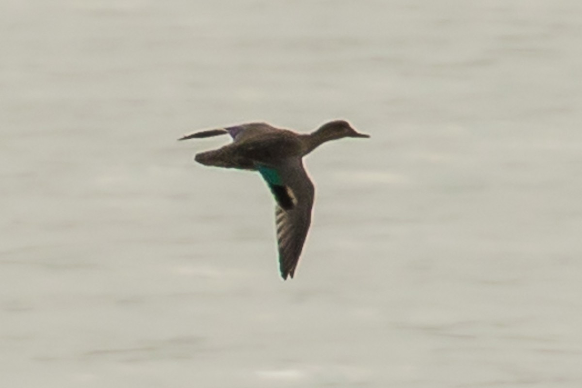 Green-winged Teal - ML65877931