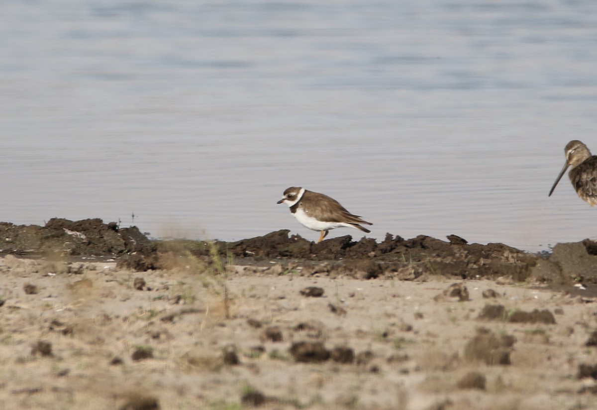 Semipalmated Plover - ML65878561