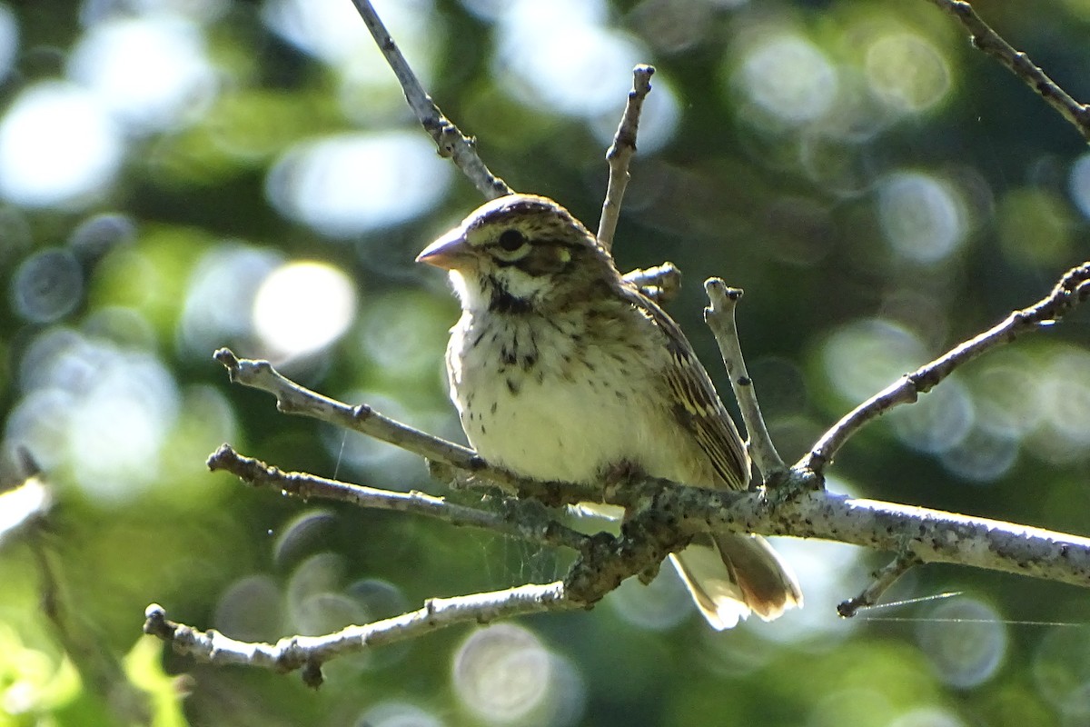 Lark Sparrow - Mary Hampton