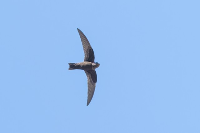 Black Swift
