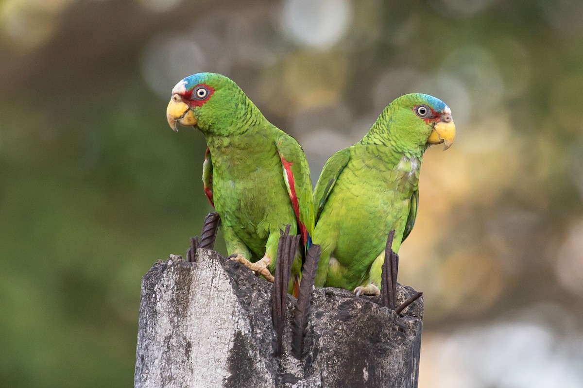 White-fronted Parrot - Ian Burgess
