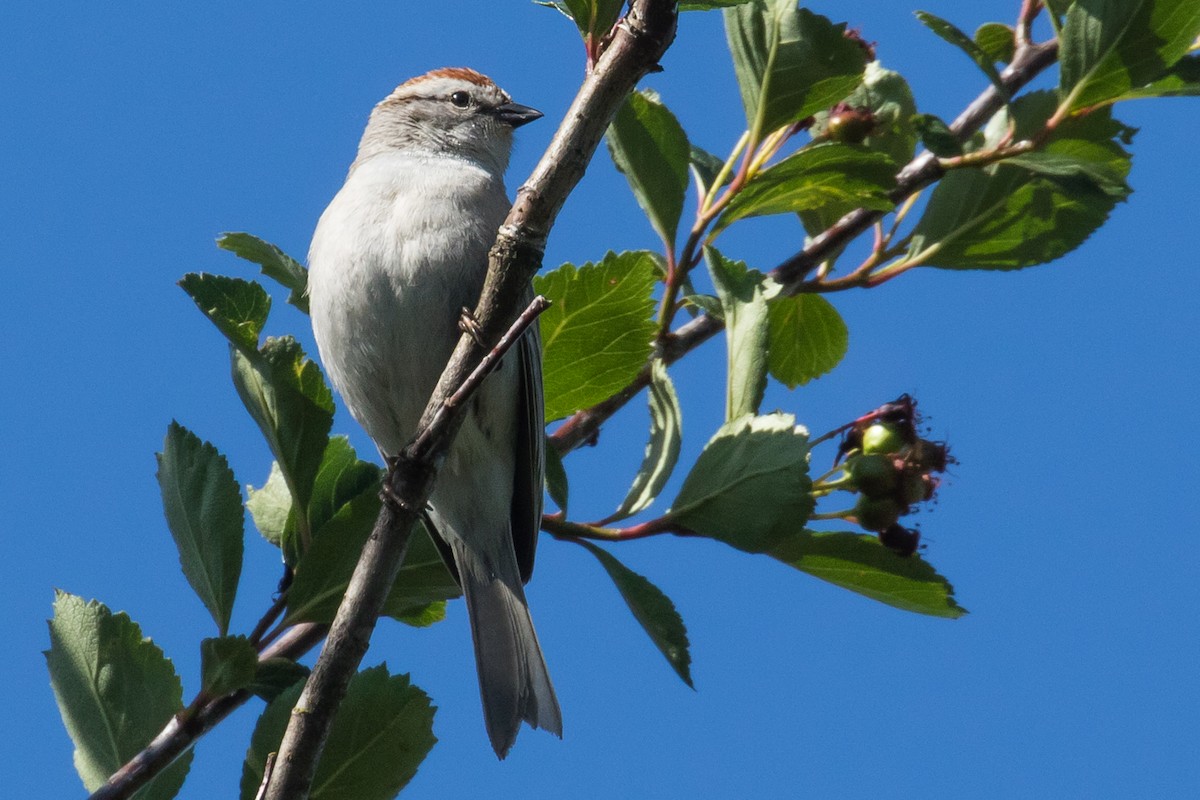 Chipping Sparrow - ML65884451
