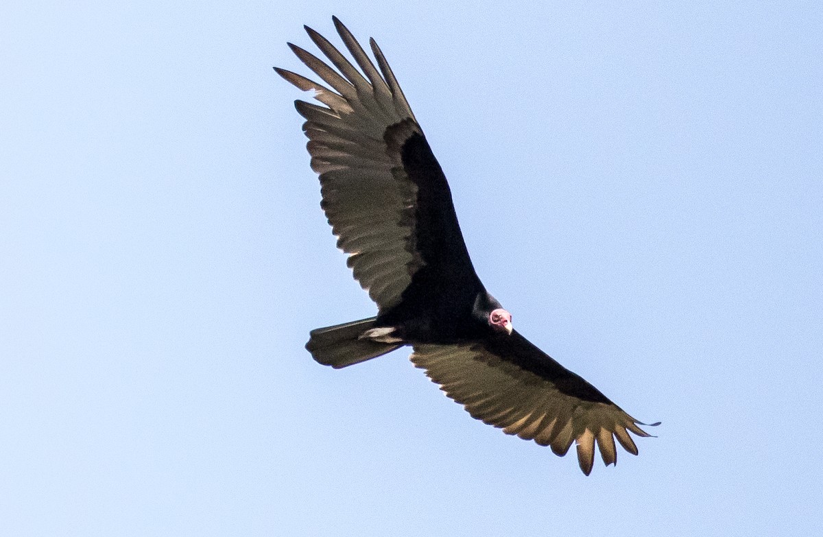 Turkey Vulture - Ian Burgess