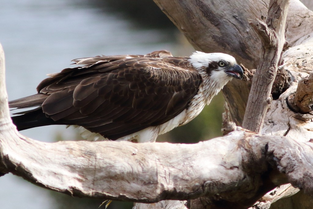 Osprey (Australasian) - Leigh Pieterse