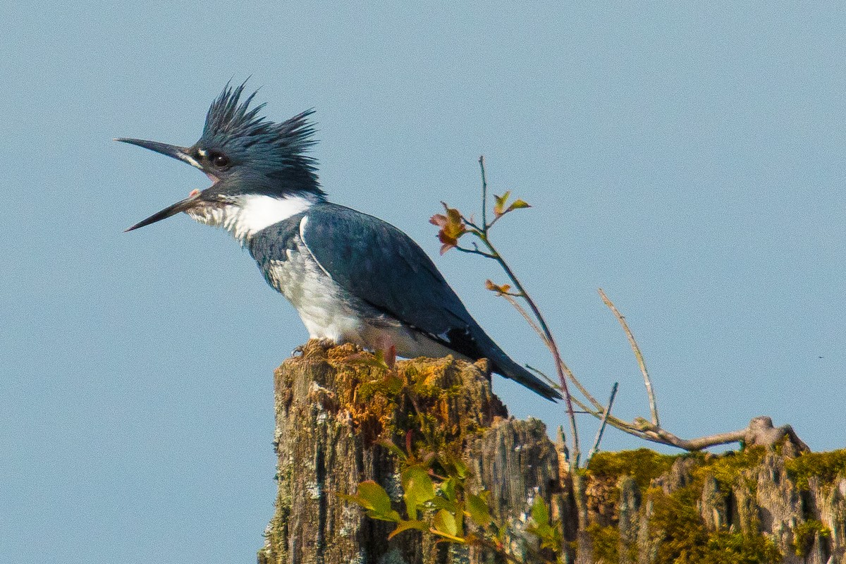 Belted Kingfisher - ML65885351