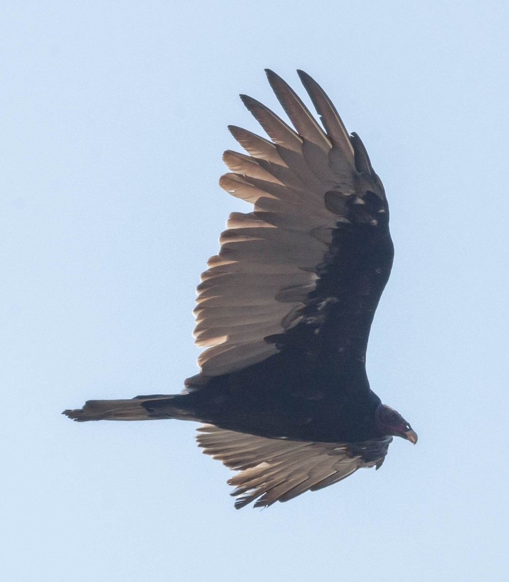 Turkey Vulture - ML65886691