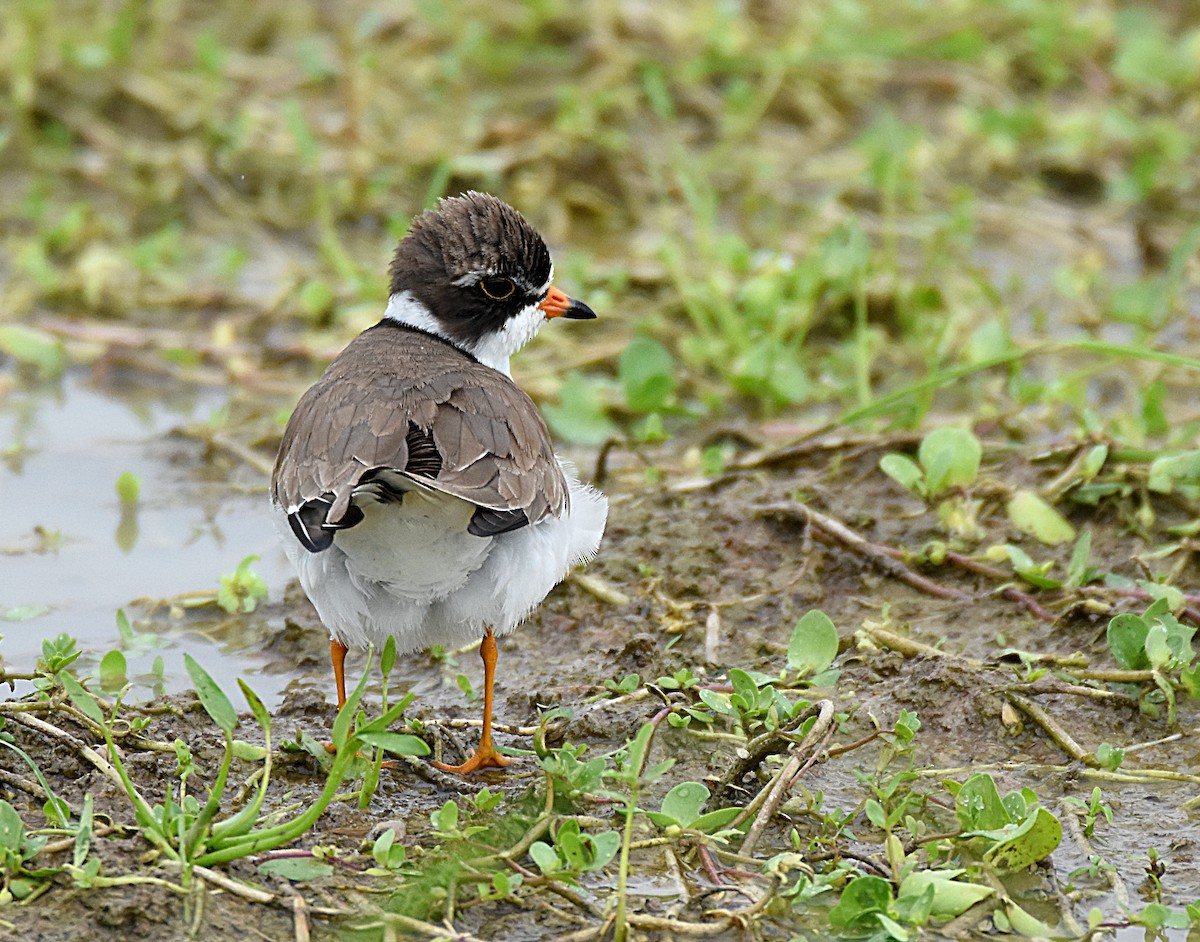 Semipalmated Plover - ML65892011