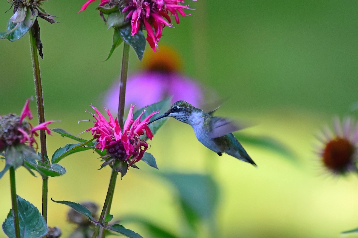 Ruby-throated Hummingbird - ML65892561