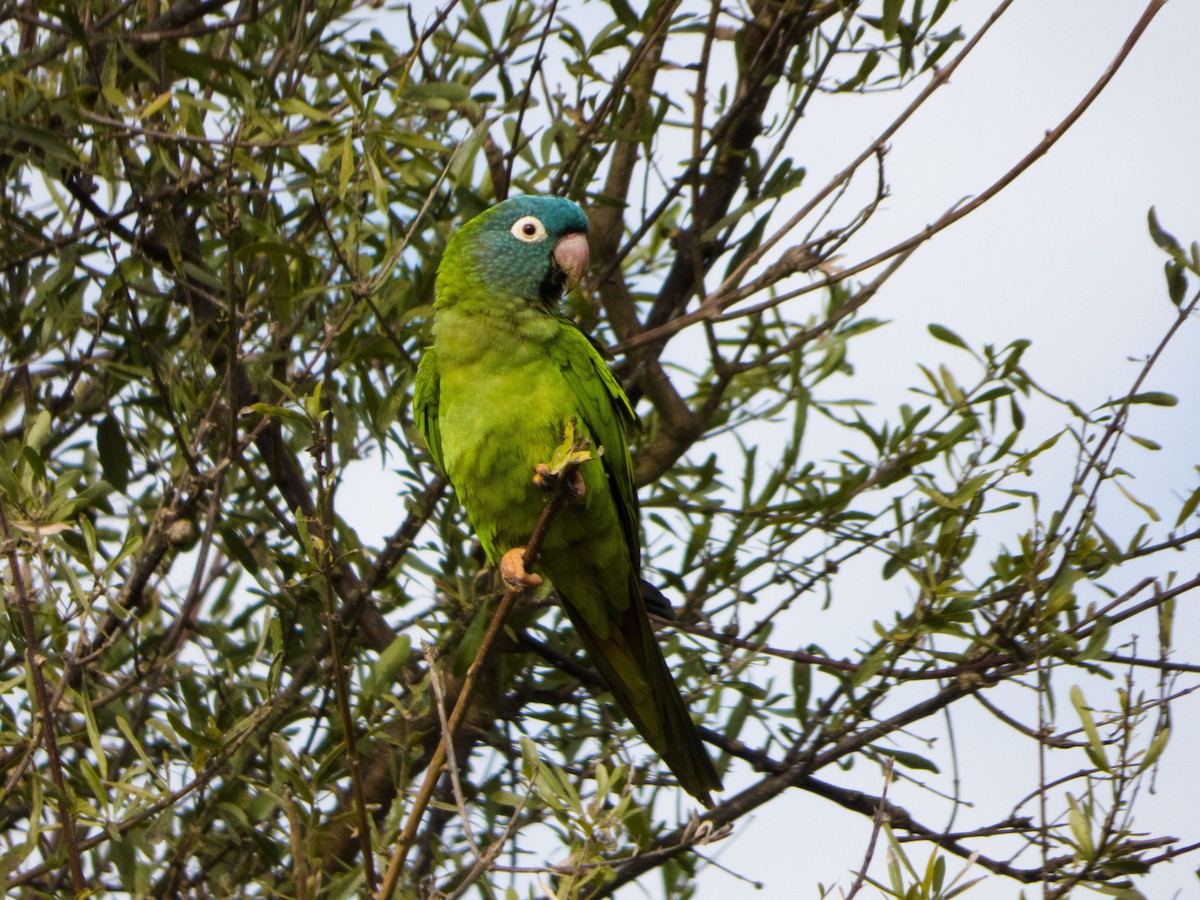 Blue-crowned Parakeet - Leandro Bareiro Guiñazú