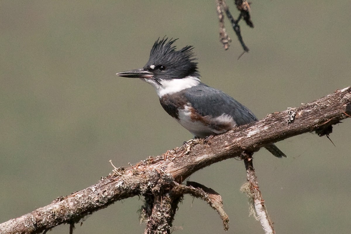 Belted Kingfisher - Colin Clasen