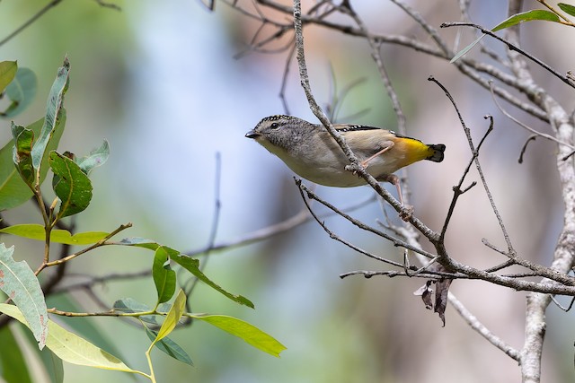 Spotted Pardalote