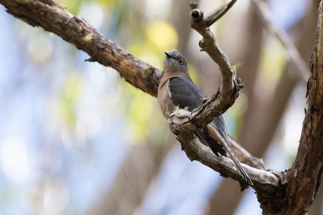 Fan-tailed Cuckoo