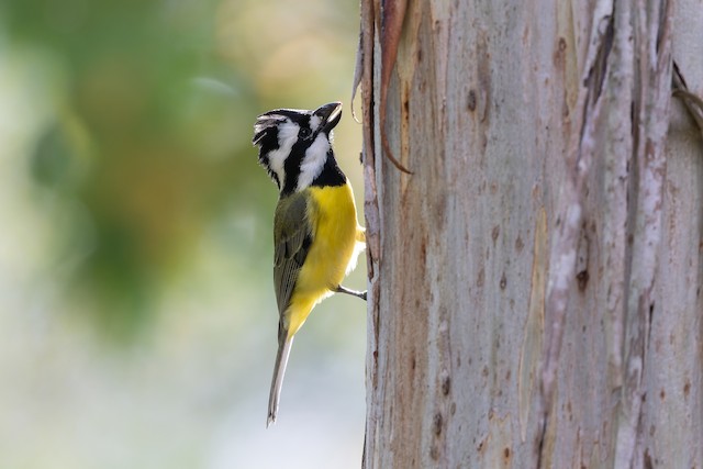 Eastern Shrike-tit