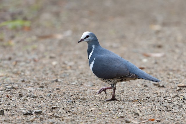 Wonga Pigeon