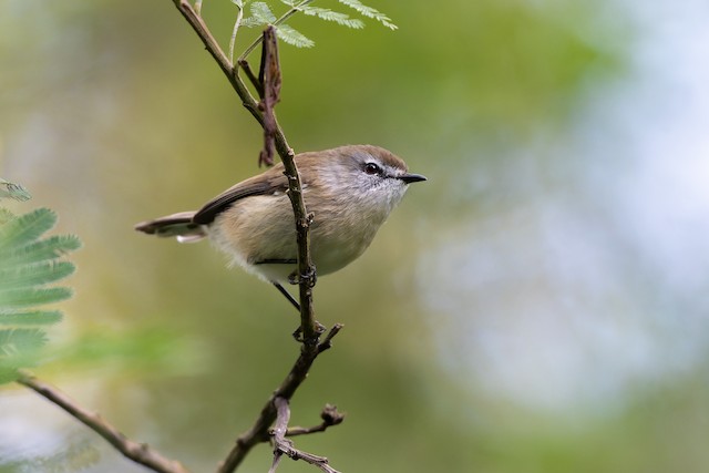 Brown Gerygone