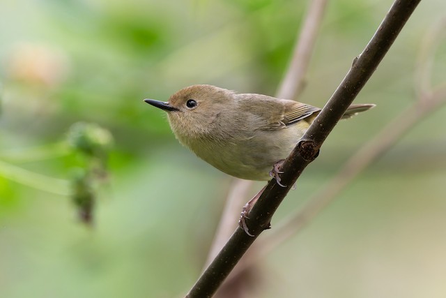 Large-billed Scrubwren