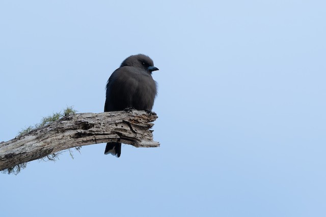 Dusky Woodswallow