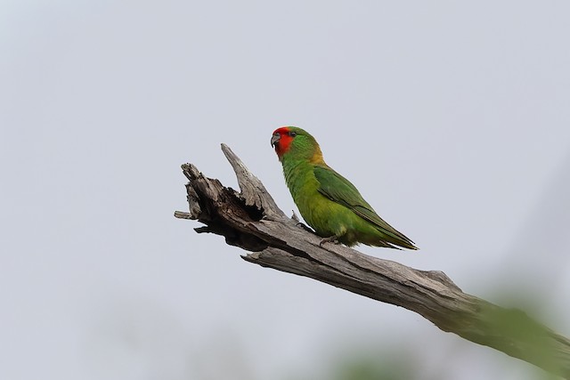 Little Lorikeet