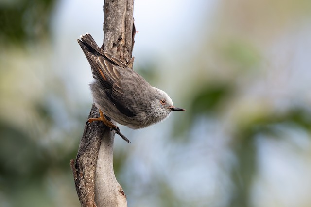 Varied Sittella
