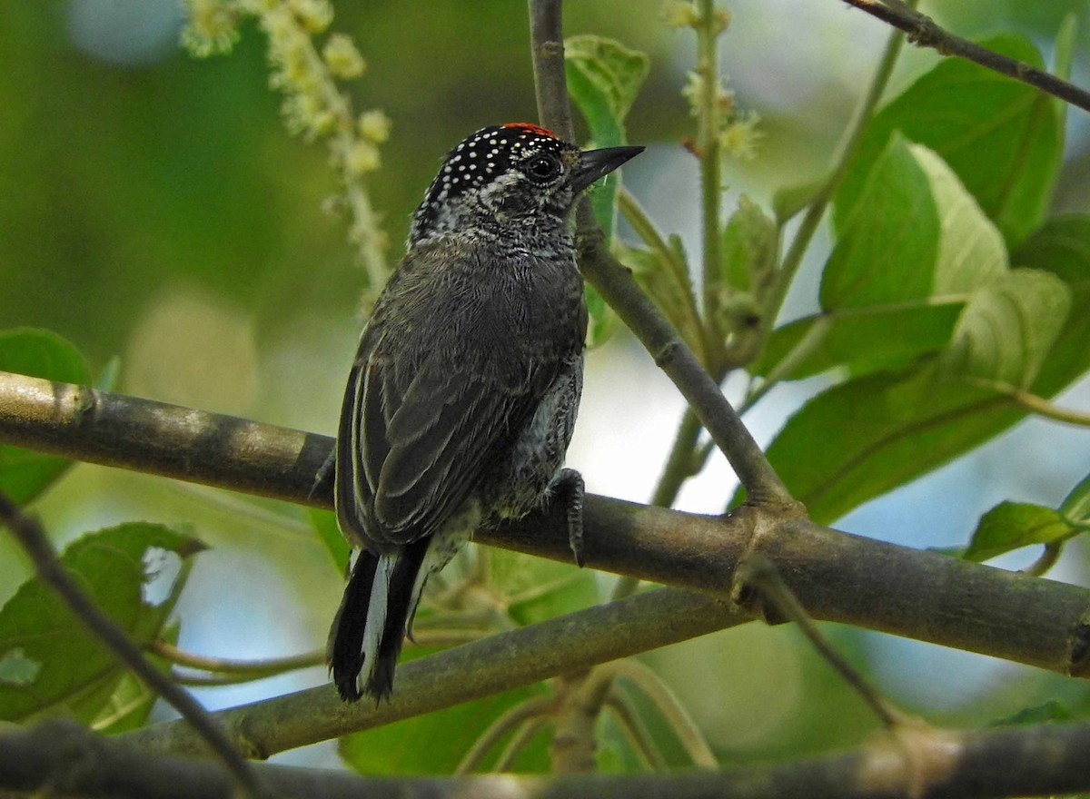 White-barred Piculet - ML65898461