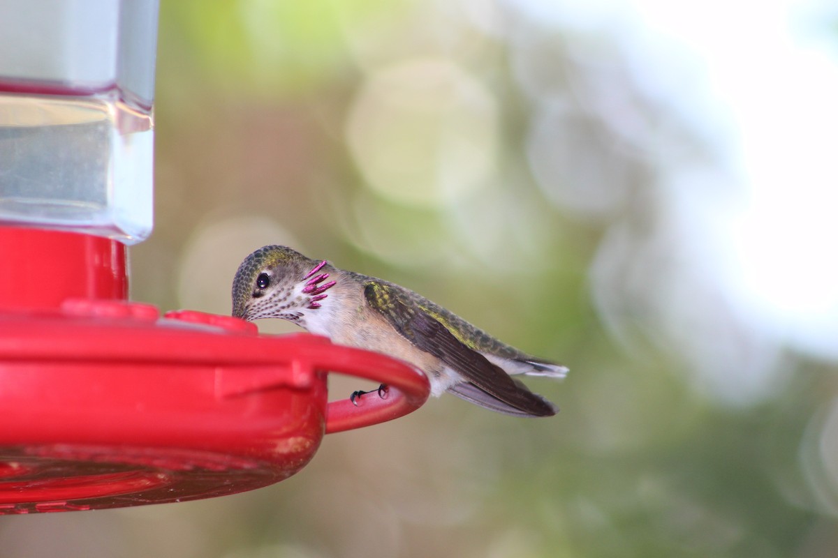 Calliope Hummingbird - Jan Leonard